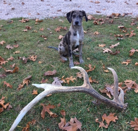 Give Antler Chews To My Dog