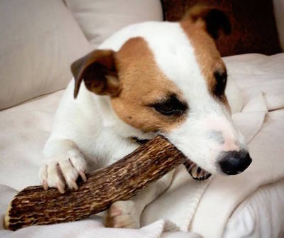 5 Reasons Why Antler Chews Are a Good Choice For Your Dog