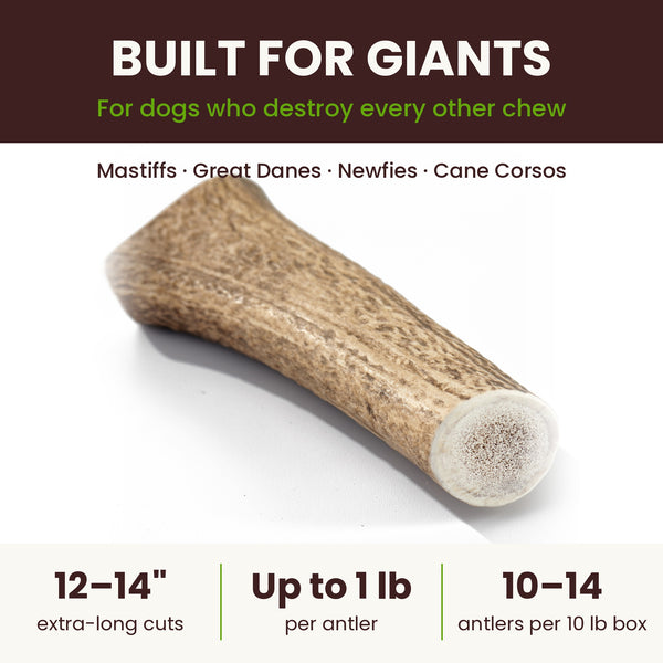 Giant Breed Bulk Box of extra-long 12 to 14 inch elk antlers for Mastiffs, Great Danes, Newfies and Cane Corsos