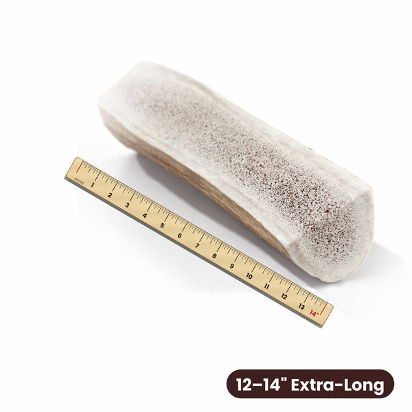 Extra-long split elk antler measured against a 14 inch ruler