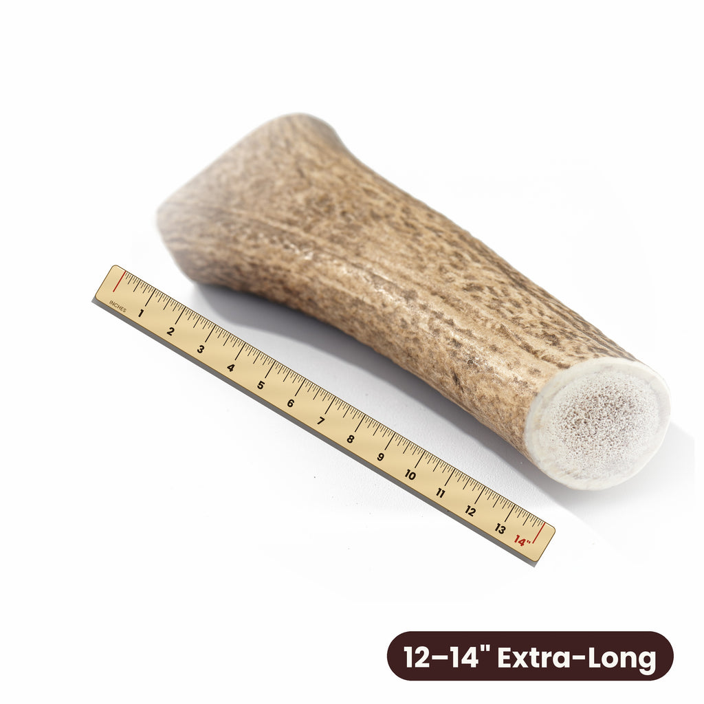 Extra-long whole elk antler measured against a 14 inch ruler