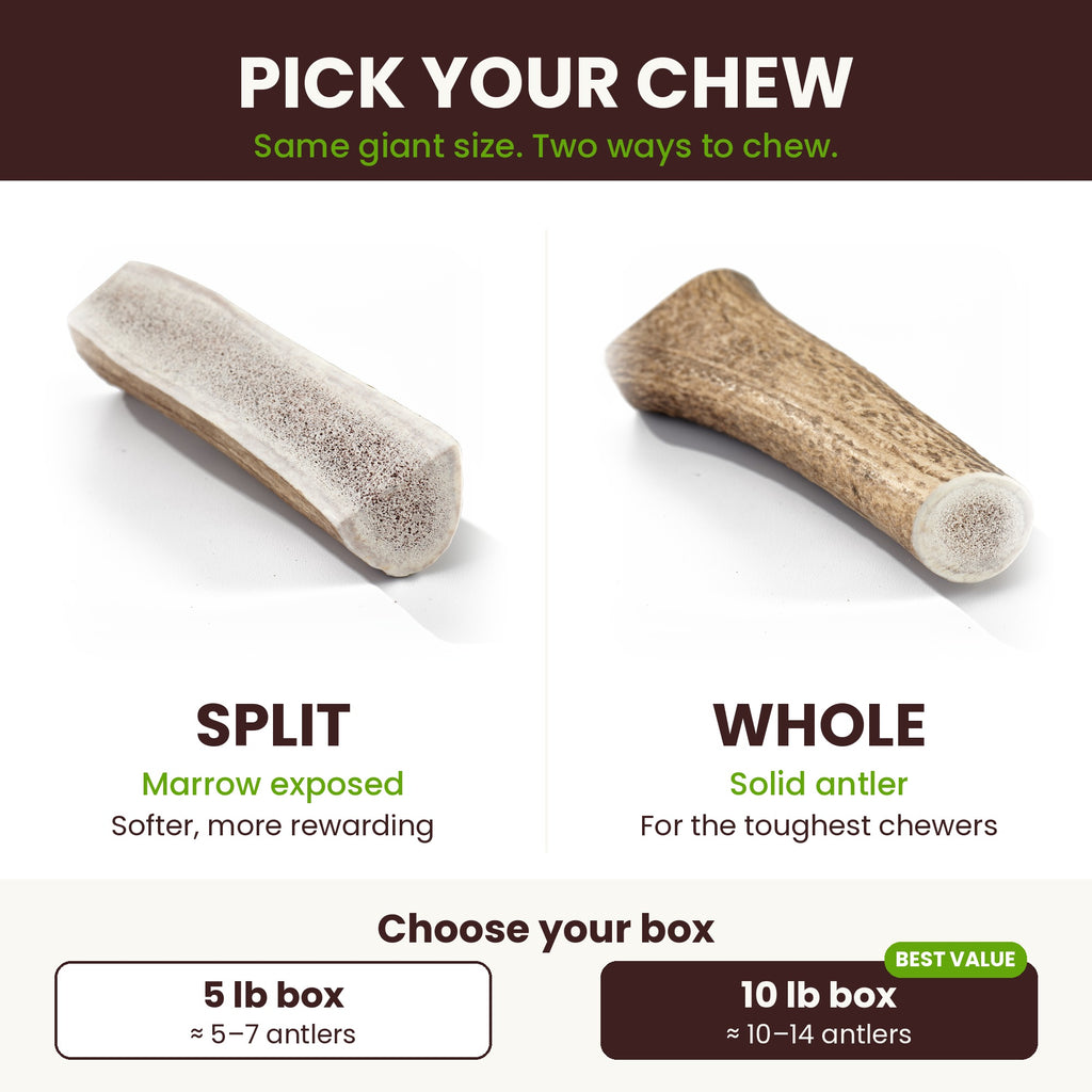 Pick your chew: split or whole extra-long elk antler, in 5 lb or 10 lb boxes